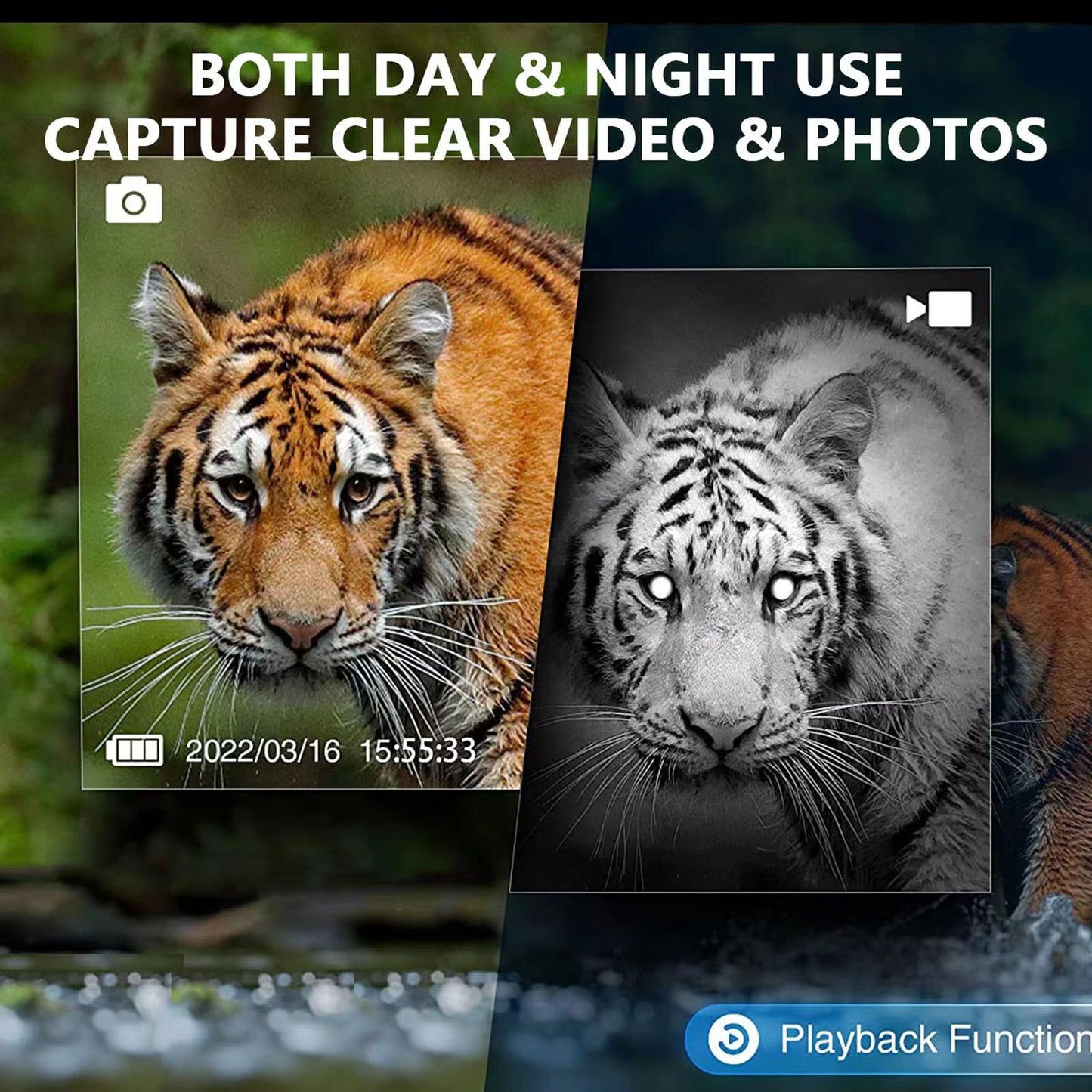 Two tiger images, one in color and one in black and white, with text about video and photo capture.